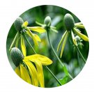 DwarfGiantFarm 800Pcs A Set Rudbeckia laciniata Seed ProQgf