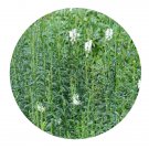 DwarfGiantFarm 800Pcs A Set Physostegia virginiana  Seed ProQgf