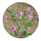 DwarfGiantFarm 800Pcs A Set Silene conoidea L Seed ProQgf