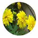 DwarfGiantFarm 800Pcs A Set Rudbeckia laciniata var. hortensis Seed ProQgf