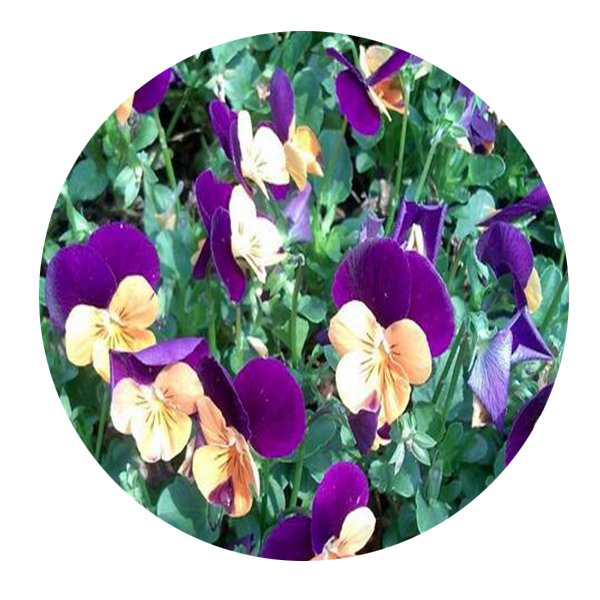 DwarfGiantFarm 800Pcs A Set Viola cornuta Seed ProQgf
