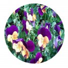 DwarfGiantFarm 800Pcs A Set Viola cornuta Seed ProQgf