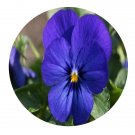 DwarfGiantFarm 800Pcs A Set Viola tricolor Linn Seed  ProQgf