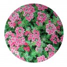DwarfGiantFarm 800Pcs A Set Verbena bipinnatifida Seed ProQgf