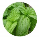DwarfGiantFarm 800Pcs A Set Ocimum basilicum Seed ProQgf