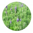 DwarfGiantFarm 800Pcs A Set Lavandula pinnata Seed ProQgf