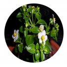 DwarfGiantFarm 800Pcs A Set Persian Violet Seed  ProQgf