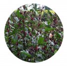 DwarfGiantFarm 800Pcs A Set Hibiscus sabdariffa Seed  ProQgf