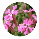 DwarfGiantFarm 800Pcs A Set Silene pendula Seed  ProQgf