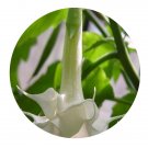 DwarfGiantFarm 800Pcs A Set Datura stramonium Seed  ProQgf