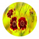DwarfGiantFarm 800Pcs A Set Coreopsis tinctor Seed   ProQgf