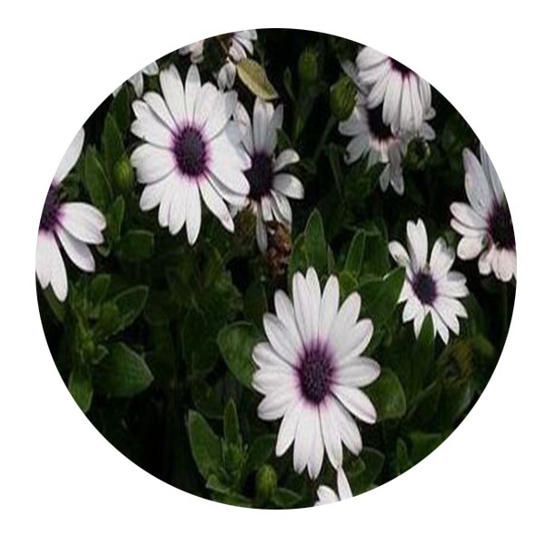 DwarfGiantFarm 800Pcs A Set Dimorphotheca pluvialis Seed   ProQgf