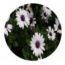 DwarfGiantFarm 800Pcs A Set Dimorphotheca pluvialis Seed   ProQgf
