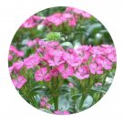DwarfGiantFarm 800Pcs A Set Dianthus chinensis Seed.  ProQgf