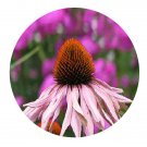 DwarfGiantFarm 800Pcs A Set Echinacea purpurea Seed  ProQgf