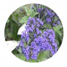 DwarfGiantFarm 800Pcs A Set Heliotropium arborescens Seed  ProQgf