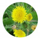 DwarfGiantFarm 800Pcs A Set Common Sowthistle Seed  ProQgf