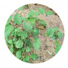 DwarfGiantFarm 800Pcs A Set Corchoropsis Seed  ProQgf