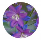 DwarfGiantFarm 800Pcs A Set Delphinium grandiflorum Seed ProQgf