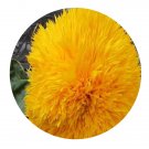 DwarfGiantFarm 800Pcs A Set Helianthus var.multiflorus Seed ProQgf
