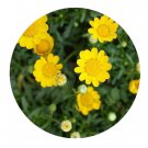 DwarfGiantFarm 800Pcs A Set Chrysanthemum multicaule Seed ProQgf
