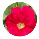 DwarfGiantFarm 800Pcs A Set Petunia hybrida Vilm Seed  ProQgf
