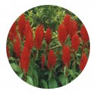DwarfGiantFarm 800Pcs A Set Celosia cristatavar pyramidalis Seed   ProQgf