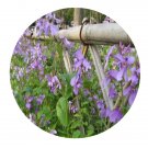 DwarfGiantFarm 800Pcs A Set Hesperis trichosepala Seed   ProQgf