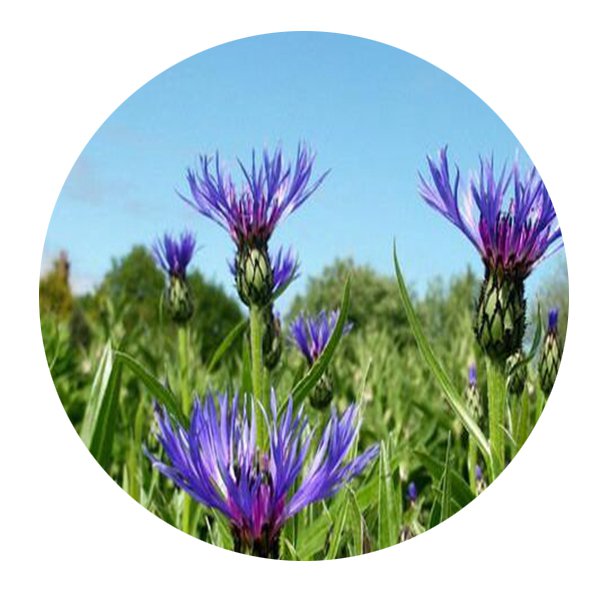 DwarfGiantFarm 800Pcs A Set Centaurea cyanus Linn Seed   ProQgf