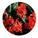 DwarfGiantFarm 300Pcs A Set Clerodendrum splendens Seed  ProQgf