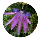 DwarfGiantFarm 300Pcs A Set Passiflora amethystina Seed  ProQgf