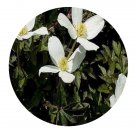 DwarfGiantFarm 300Pcs A Set Clematis montana Seed   ProQgf