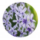 DwarfGiantFarm 300Pcs A Set Petrea volubilis Seed  ProQgf