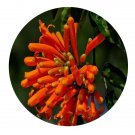 DwarfGiantFarm 300Pcs A Set Pyrostegia venusta Miers Seed  ProQgf