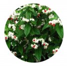 DwarfGiantFarm 300Pcs A Set Clerodendrum thomsonae Seed  ProQgf