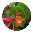 DwarfGiantFarm 300Pcs A Set Lonicera sempervirens Seed ProQgf