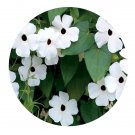 DwarfGiantFarm 300Pcs A Set Thunbergia alata Seed ProQgf
