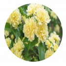 DwarfGiantFarm 300Pcs A Set Rosa banksiae Ait Seed ProQgf
