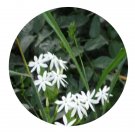 DwarfGiantFarm 300Pcs A Set Jasminum amplexicaule Seed ProQgf