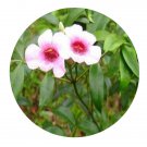 DwarfGiantFarm 300Pcs A Set Pandorea jasminoides Seed ProQgf
