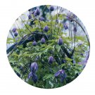 DwarfGiantFarm 10pcs Clematis Root ProQgf