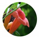 DwarfGiantFarm 300Pcs A Set Campsis radicans Seed ProQgf