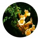 DwarfGiantFarm 300Pcs A Set Campsis grandiflora Seed  ProQgf
