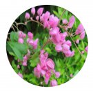 DwarfGiantFarm 300Pcs A Set Antigonon leptopus Seed  ProQgf