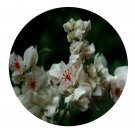 DwarfGiantFarm 300Pcs A Set Antigonon leptopus Album Seed ProQgf