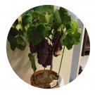 DwarfGiantFarm 300Pcs A Set Vitis vinifera Seed  ProQgf