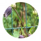 DwarfGiantFarm 300Pcs A Set Clematis fusca var. violacea Seed  ProQgf