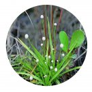 DwarfGiantFarm 3000Pcs A Set Eriocaulon sexangulare Seed ProQgf