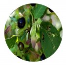 DwarfGiantFarm 800Pcs A Set Atropa belladonna Seed ProQgf