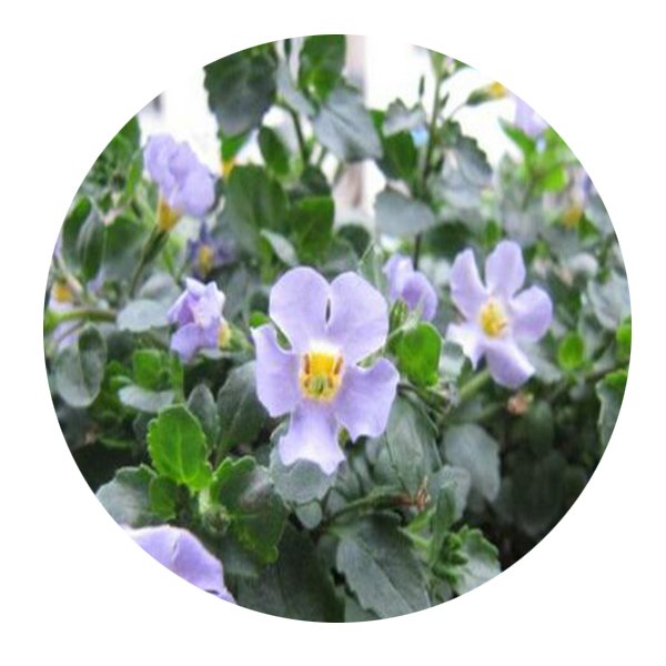 DwarfGiantFarm 800Pcs A Set Bacopa diffusus Seed ProQgf